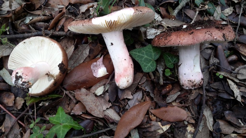 Russula vinosobrunnea?